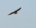 Short-eared owl - P